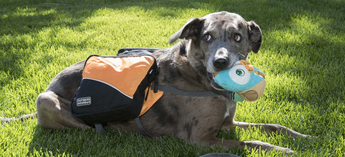 The 6 Best DogFriendly Hikes in Colorado Sierra Trading Post Blog