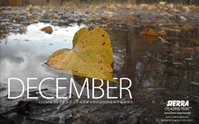 Stevie fischer Calendar
