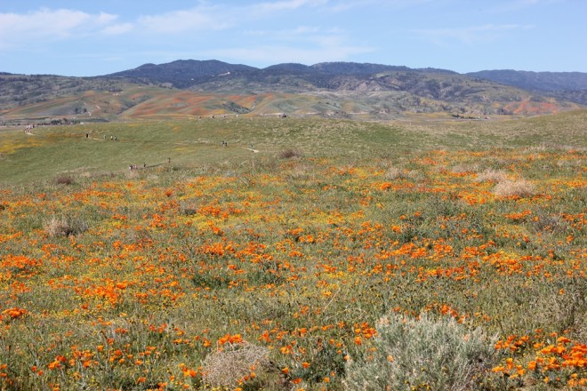 Antelope Poppy Reserve
