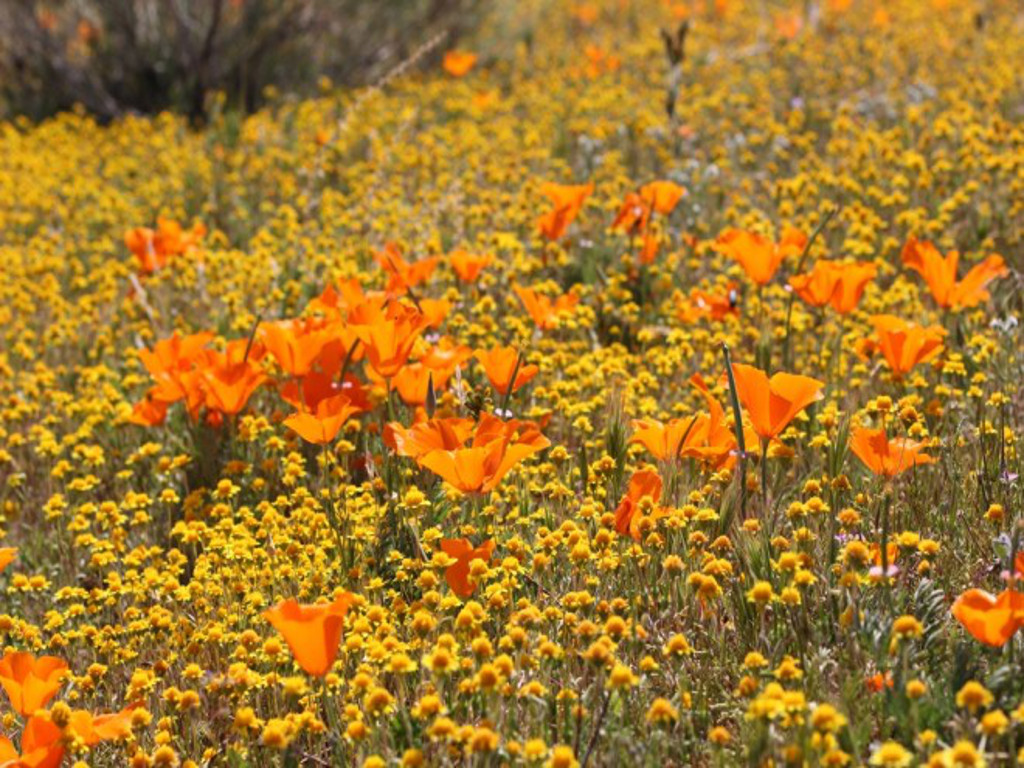 California Poppy a Symbol of Spring | Sierra Blog