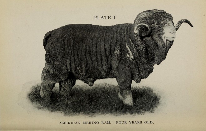 Merino Sheep 2