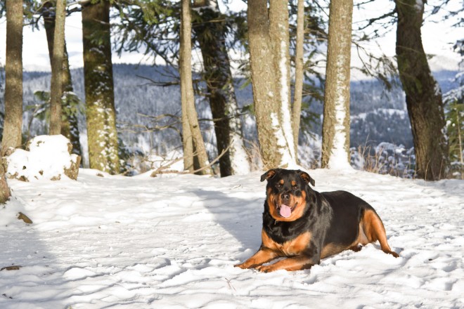 Snowshoeing with your dog