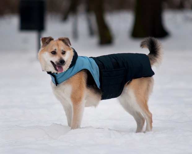 Dog Jacket Sierra Trading Post