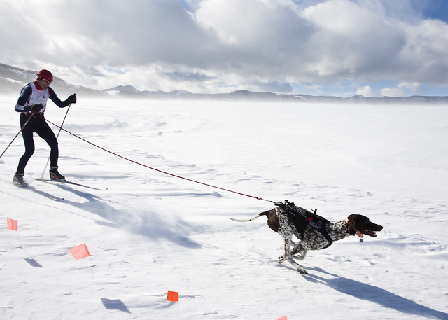 skijoring