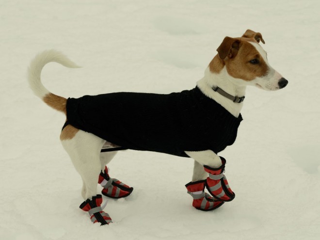 How to Size Dog Boots so They Don t Come Off Sierra Blog