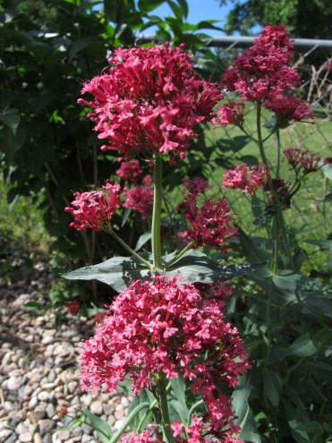 Xeriscape Garden