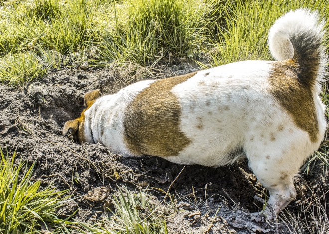 Dogs Leave No Trace