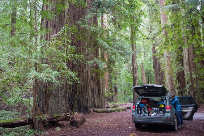 Jedidiah Smith Wilderness, near Redwood National Park. Photo by Will Rochfort.