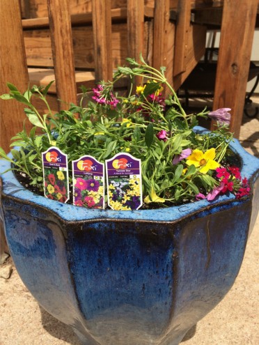 Container Gardening