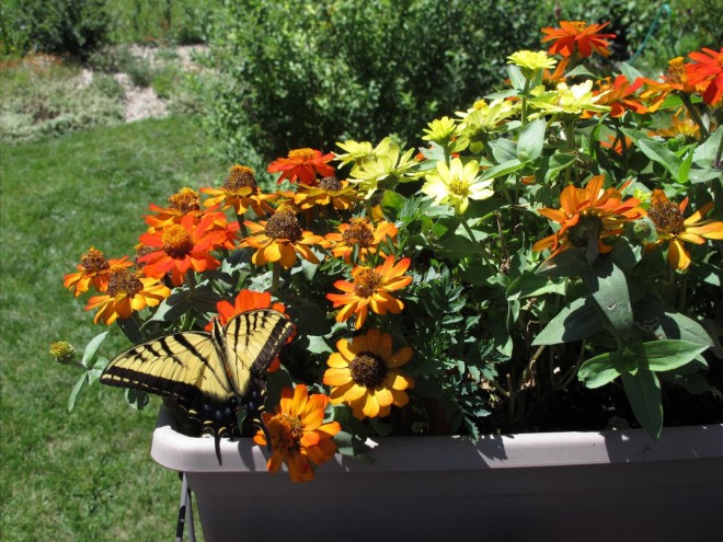 Container Gardening