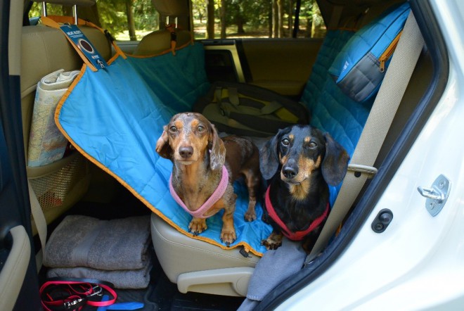 Dog Travel Road Trip