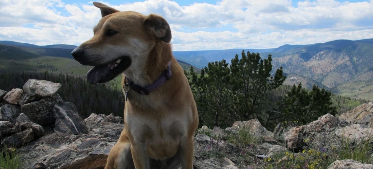 The 6 Best DogFriendly Hikes in Colorado Sierra Blog