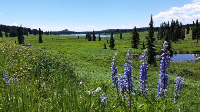 Dispersed camping Colorado Rabbit Ears Pass