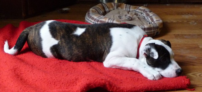 dog bed feature