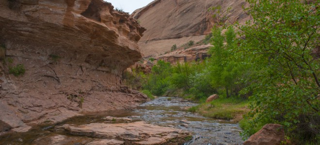 Dog-friendly hikes in Utah