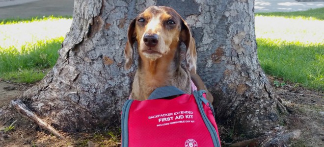 homemade dog first aid kit