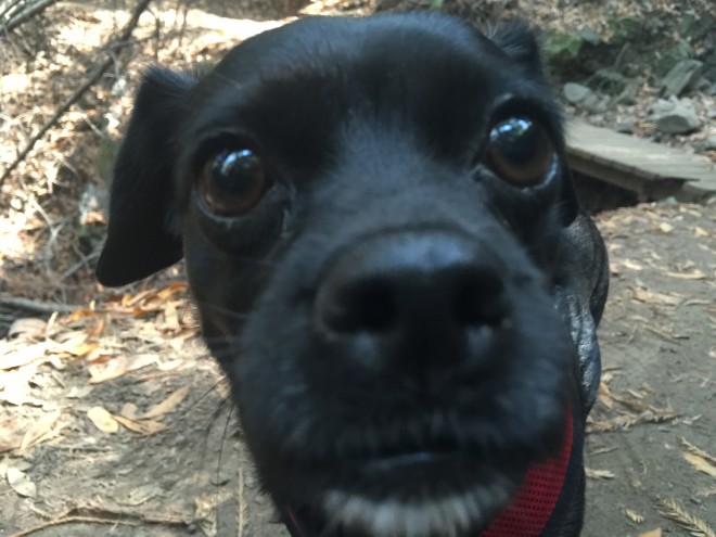 hiking with rescue dog