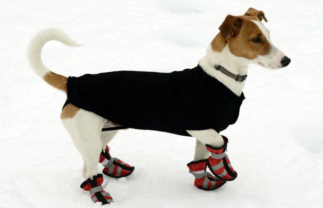 How to size dog boots