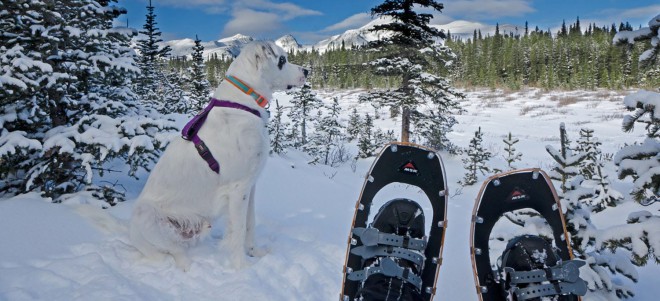 snowshoeing with dogs